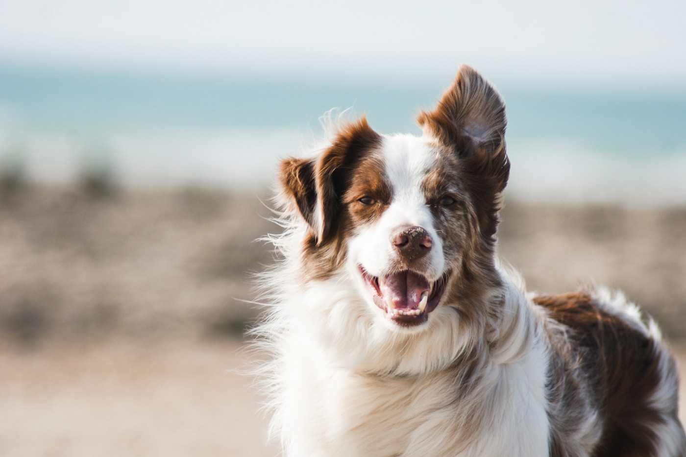 Friendly dog — PetsPakistan marketplace for pets across Pakistan