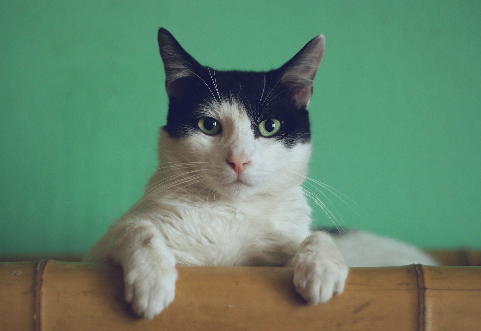 Curious cat — pets of every kind on PetsPakistan